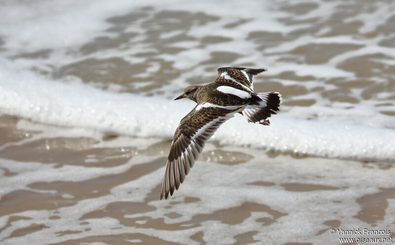 Ruddy Turnstoneadult post breeding, aspect, Flight