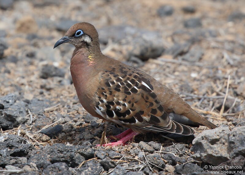 Tourterelle des Galapagosadulte, identification, composition