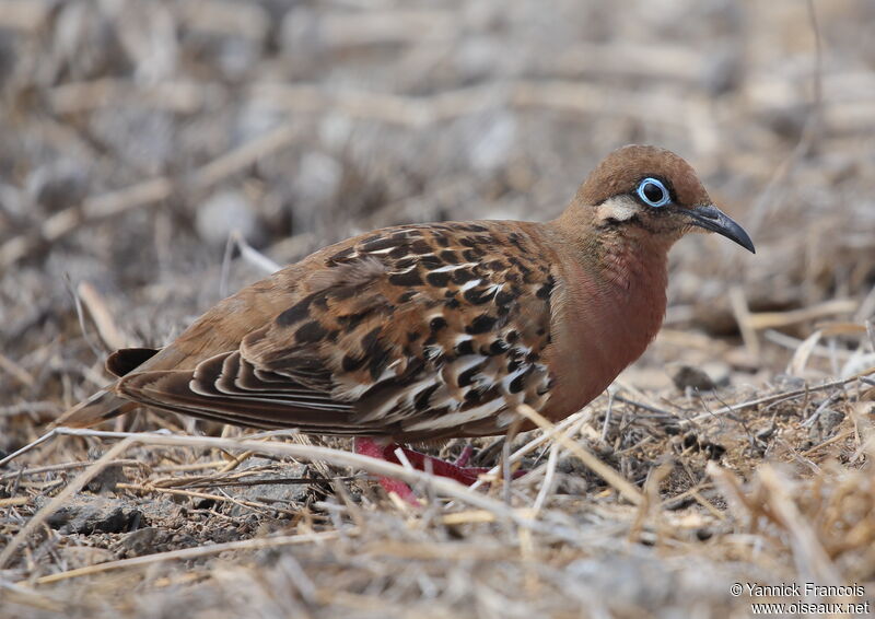 Galapagos Doveadult, identification, aspect