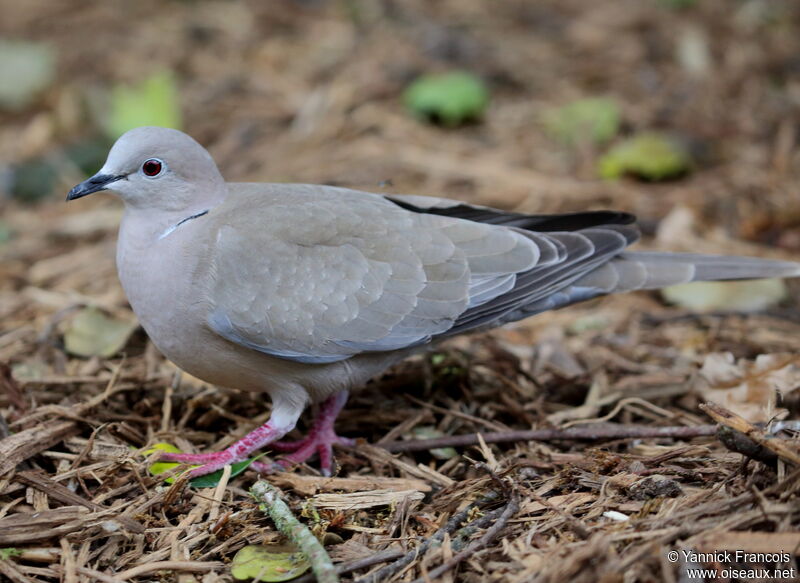 Tourterelle turqueadulte, identification, composition, marche