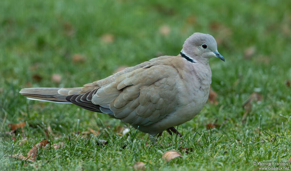 Eurasian Collared Dove