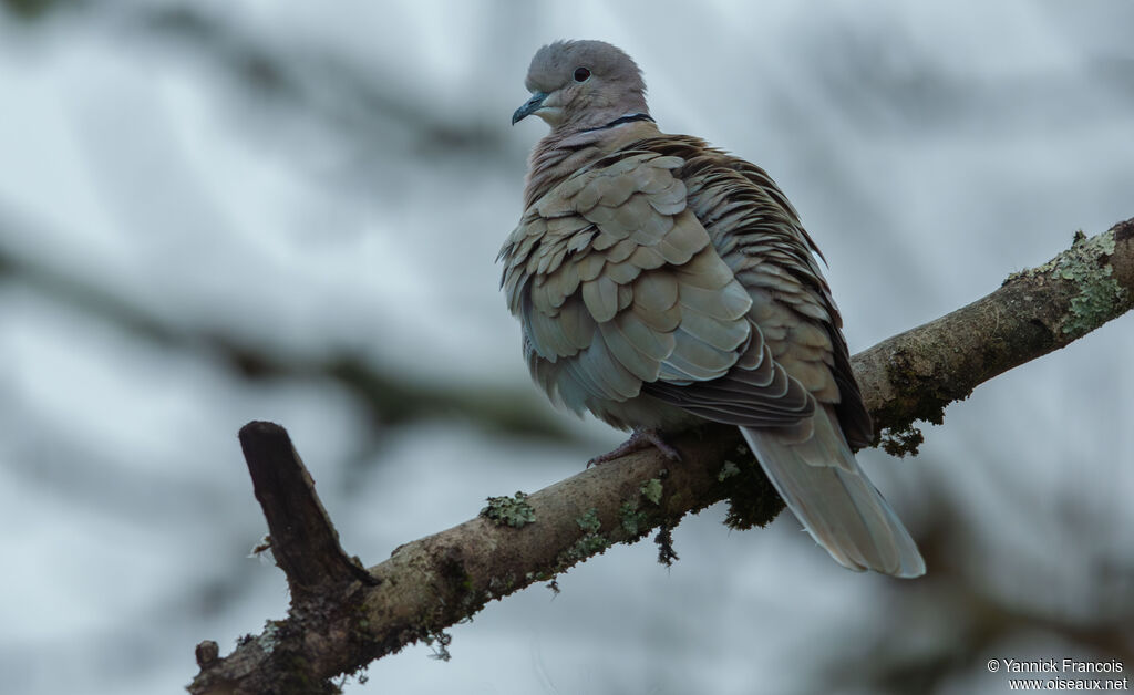 Eurasian Collared Dove