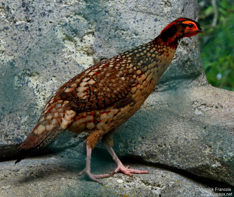 Tragopan de Cabot mâle adulte, identification, composition