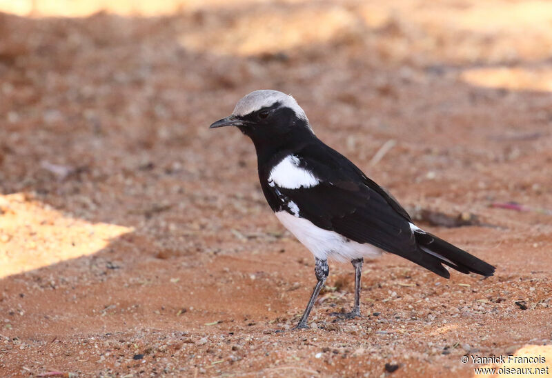 Mountain Wheatear male adult, identification, aspect