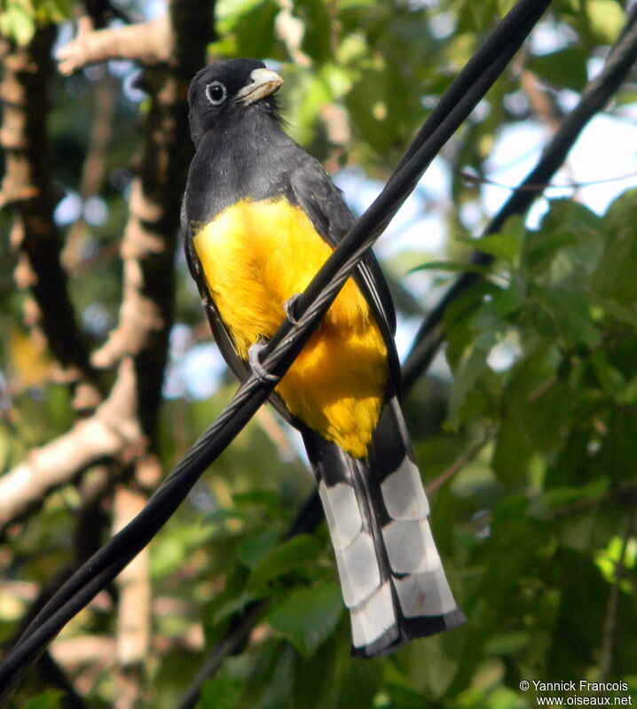 Trogon à tête noireadulte, identification, composition