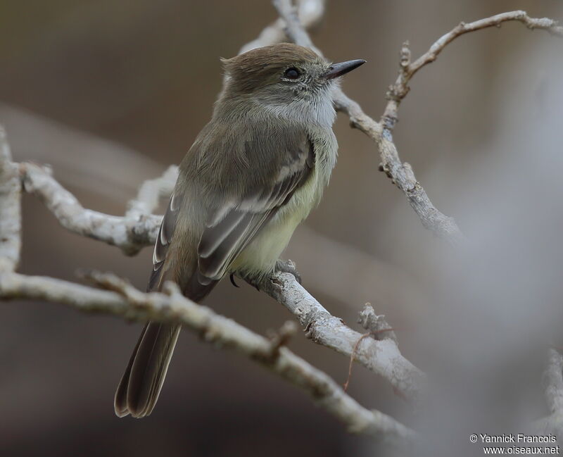 Tyran des Galapagosadulte, identification, composition