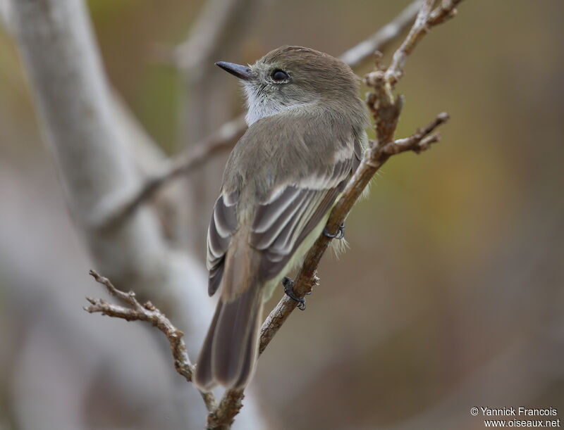 Tyran des Galapagosadulte, identification, composition