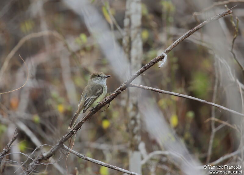 Tyran des Galapagosadulte, habitat, composition