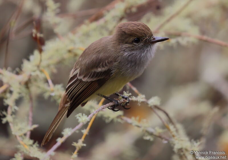 Tyran des Galapagosadulte, identification, composition