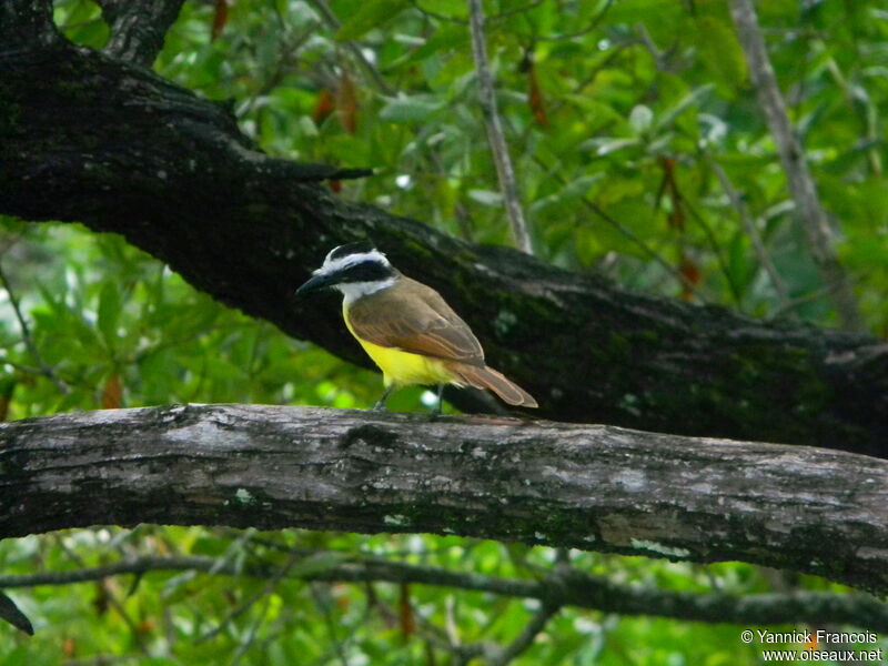 Tyran quiquiviadulte, habitat, composition