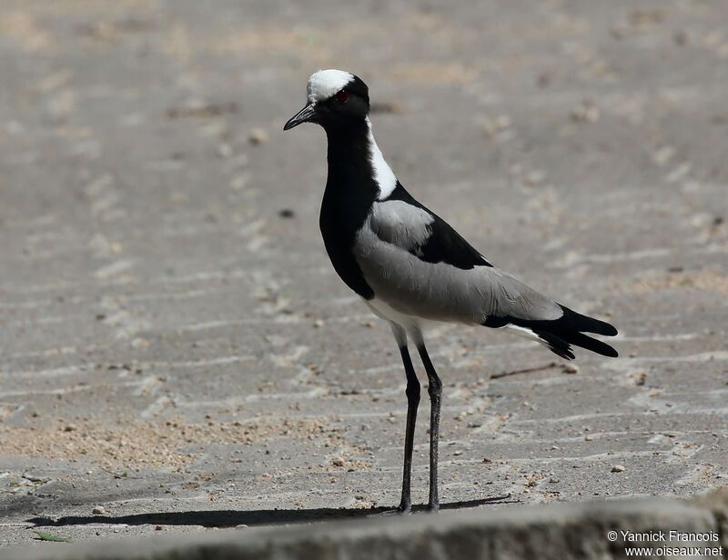 Blacksmith Lapwing male adult, identification, aspect