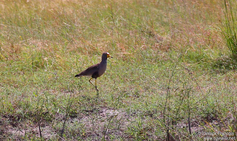 African Wattled Lapwingadult, habitat, aspect, walking