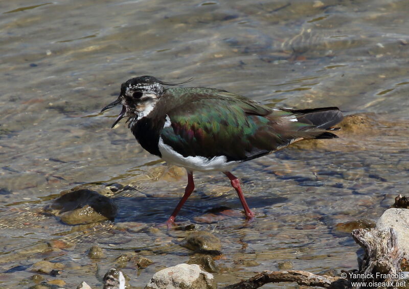 Northern Lapwingadult, identification, aspect