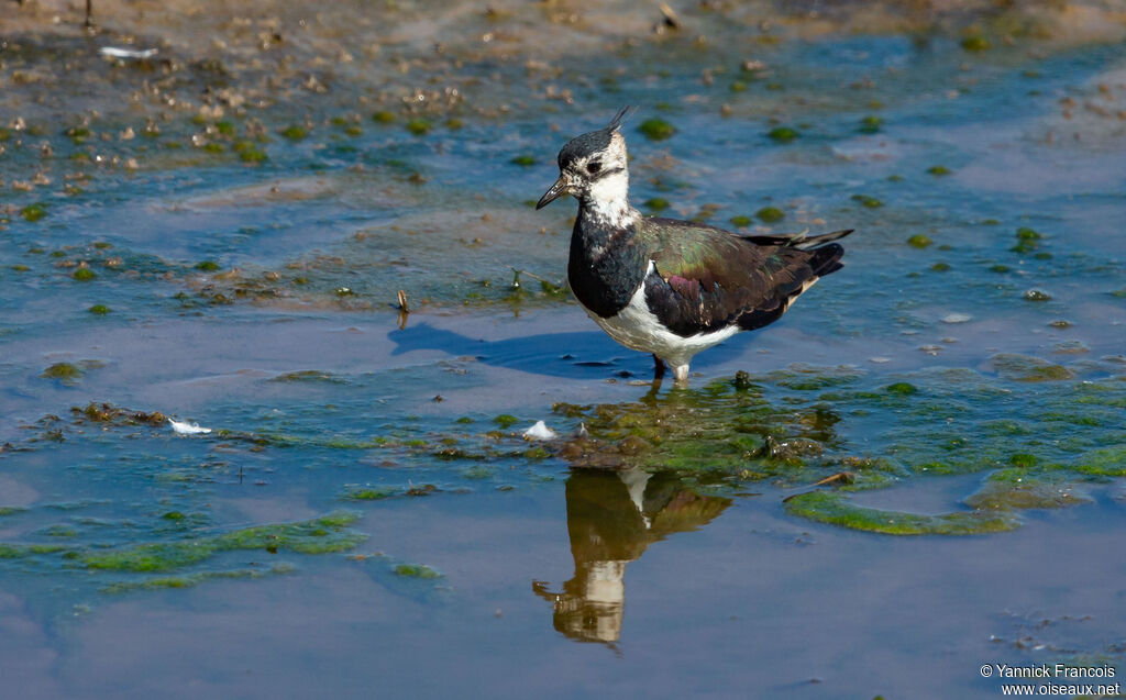 Northern Lapwing female adult breeding, identification, aspect