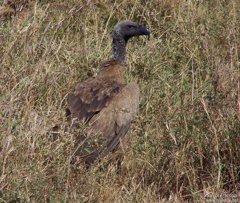 Vautour africainadulte, identification