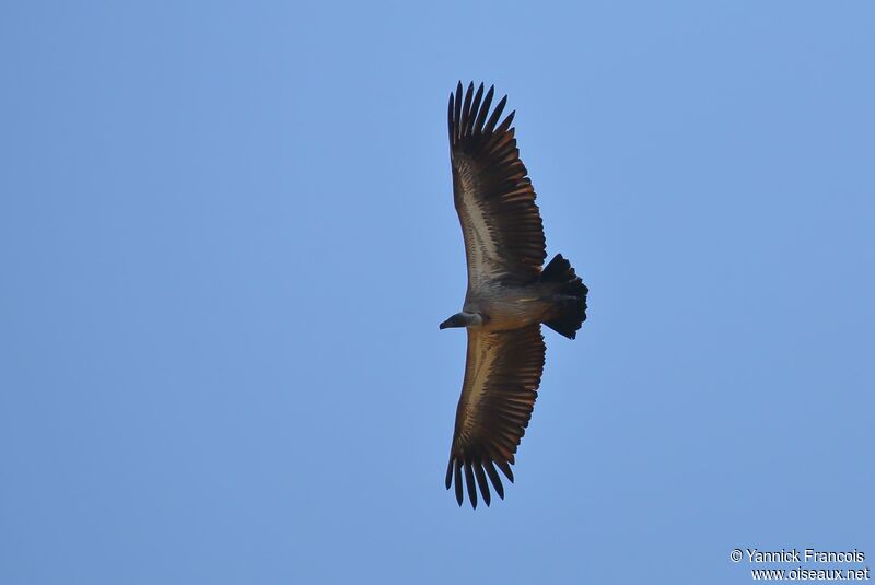 Vautour africain, composition, Vol