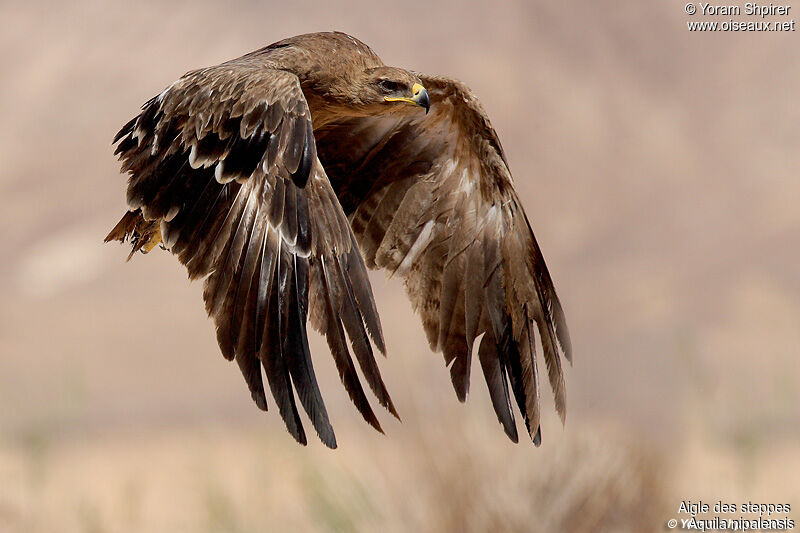 Aigle des steppes