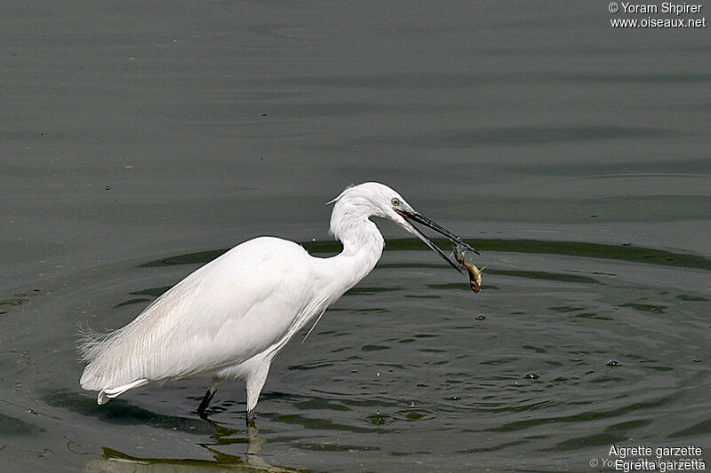 Aigrette garzette