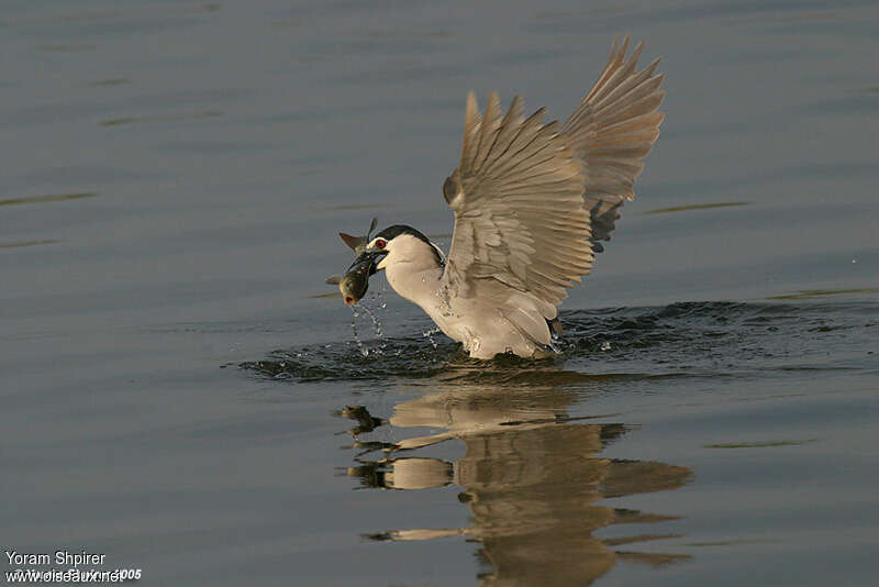 Bihoreau grisadulte, régime, pêche/chasse