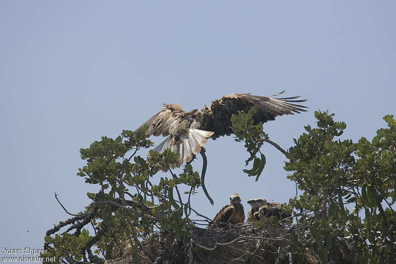 Buse féroce, habitat, régime, Nidification