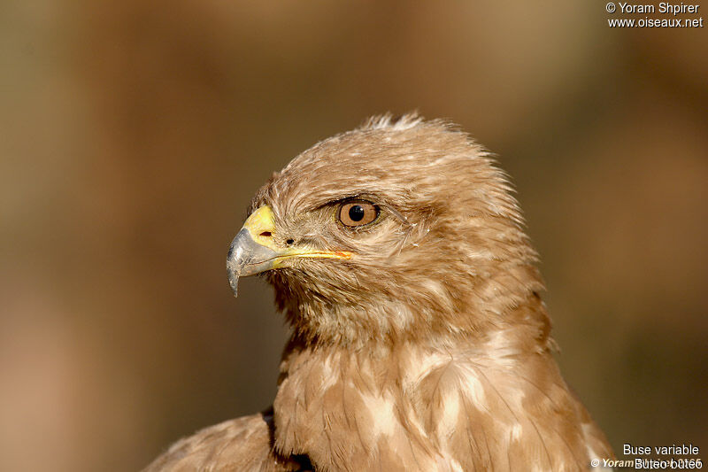 Buse variable