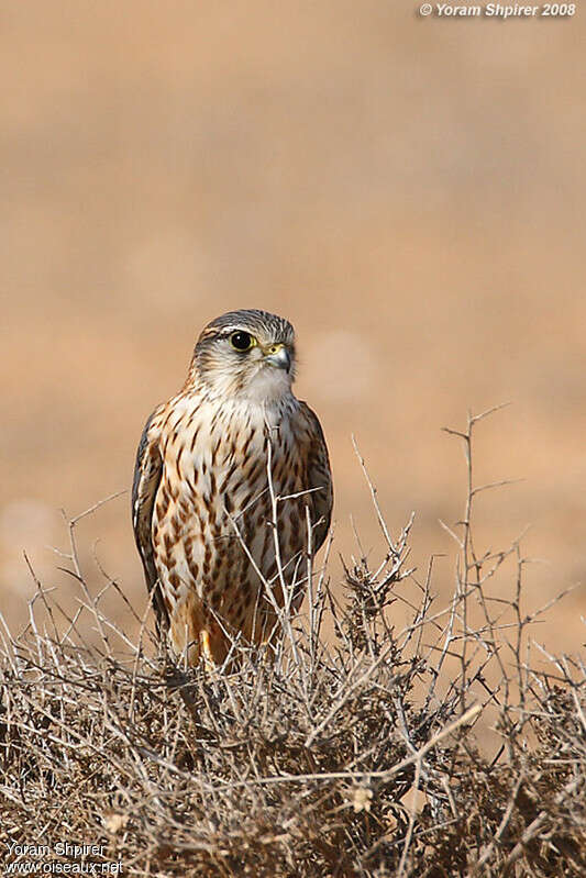 Faucon émerillon mâle immature, portrait