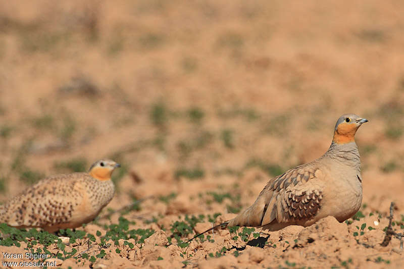 Ganga tacheté mâle adulte, habitat, pigmentation