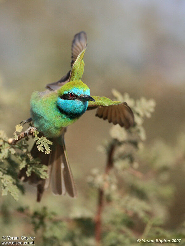 Asian Green Bee-eater