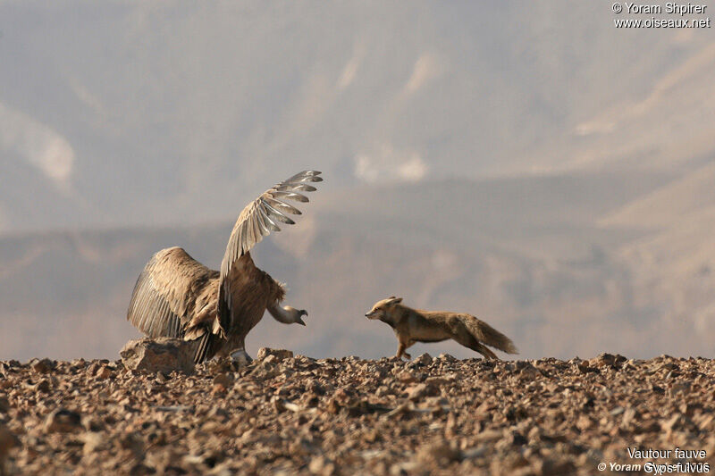 Vautour fauve