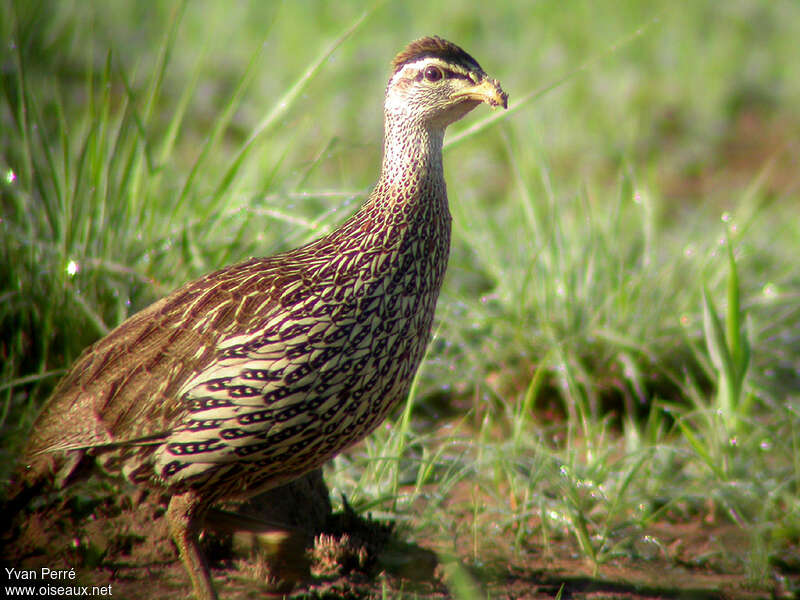 Francolin à double éperonadulte, composition