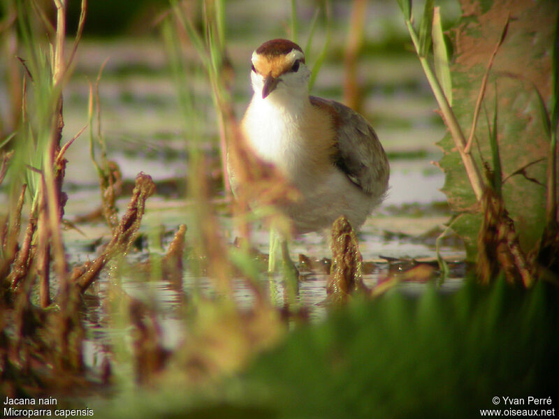 Jacana nainadulte