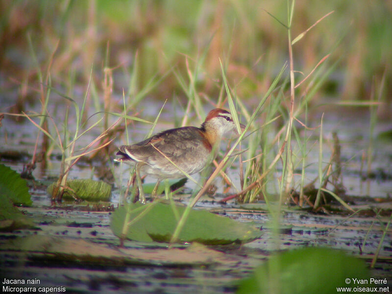 Jacana nainadulte