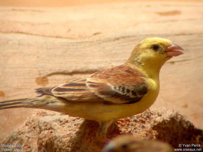 Moineau doré mâle adulte