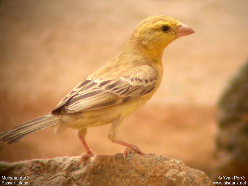 Moineau doré