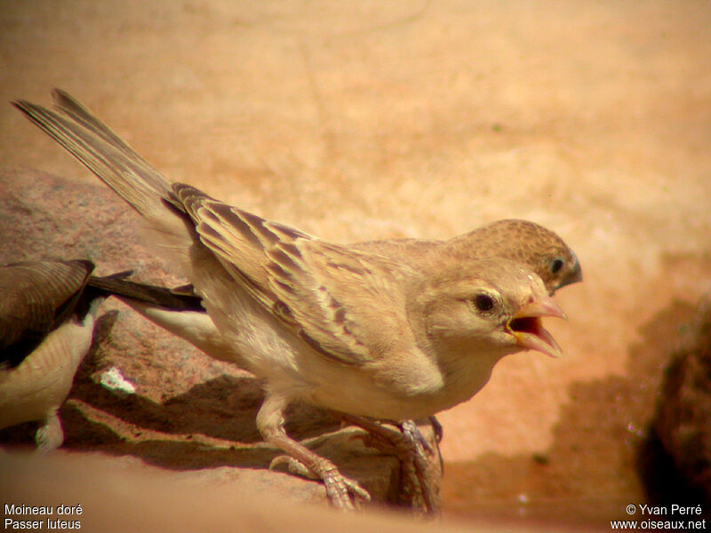 Moineau doré