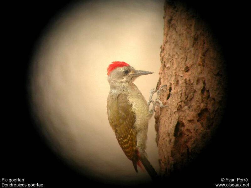 African Grey Woodpecker male adult