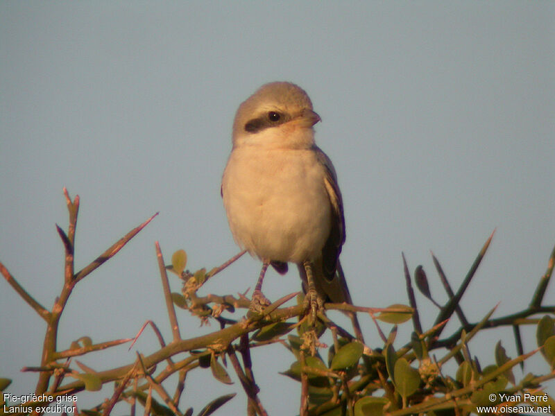 Pie-grièche griseimmature