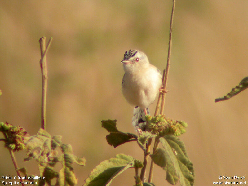 Prinia à front écailleuxadulte, portrait, Comportement