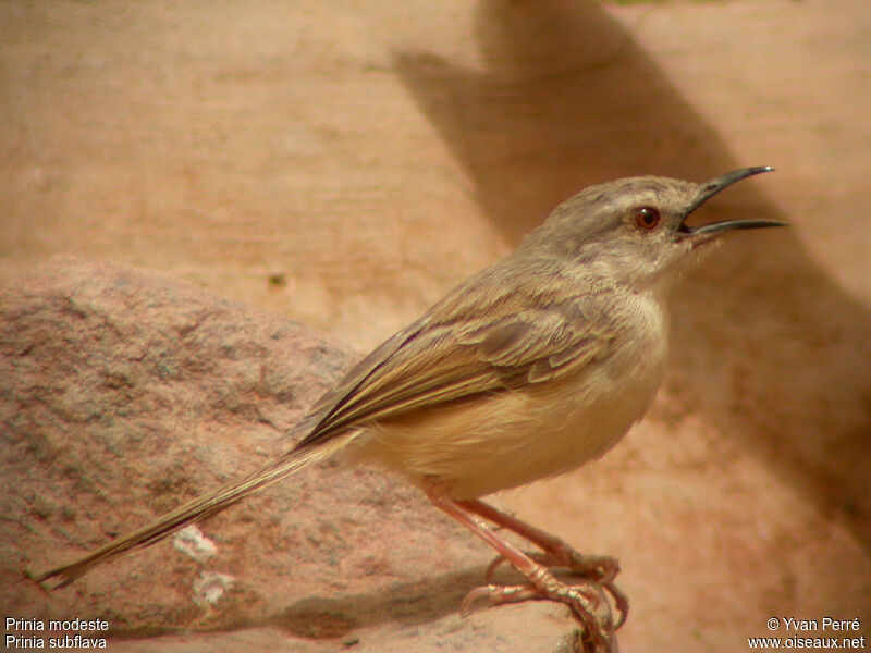 Prinia modesteadulte