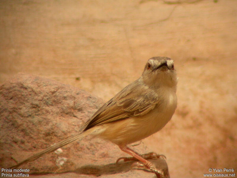 Prinia modesteadulte