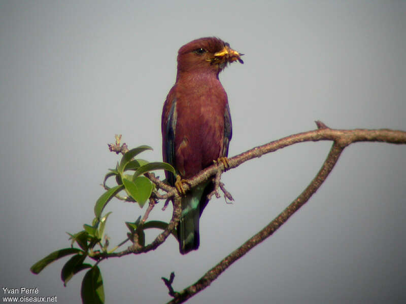 Rolle violetadulte, régime