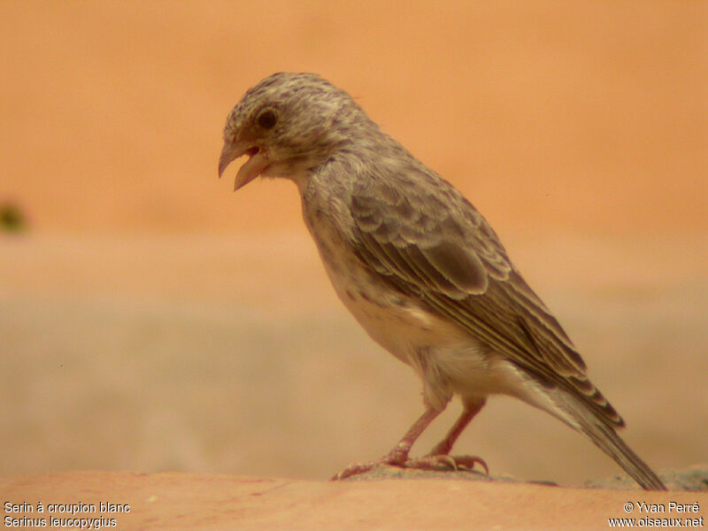 Serin à croupion blancadulte