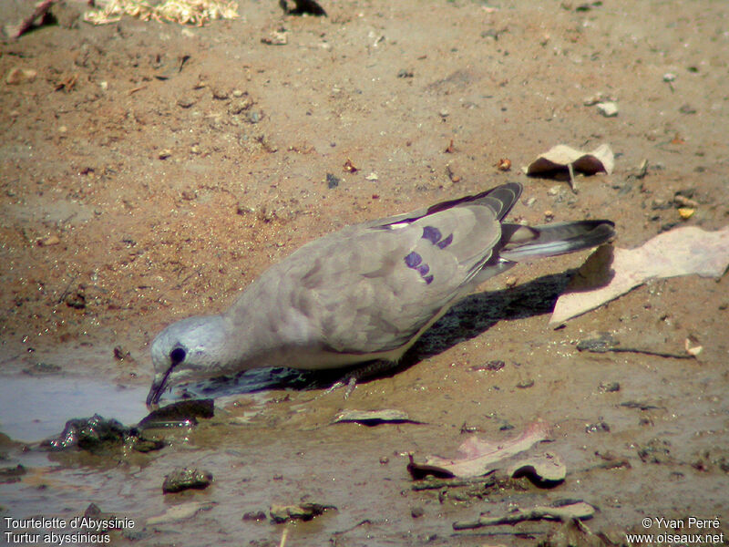 Black-billed Wood Doveadult