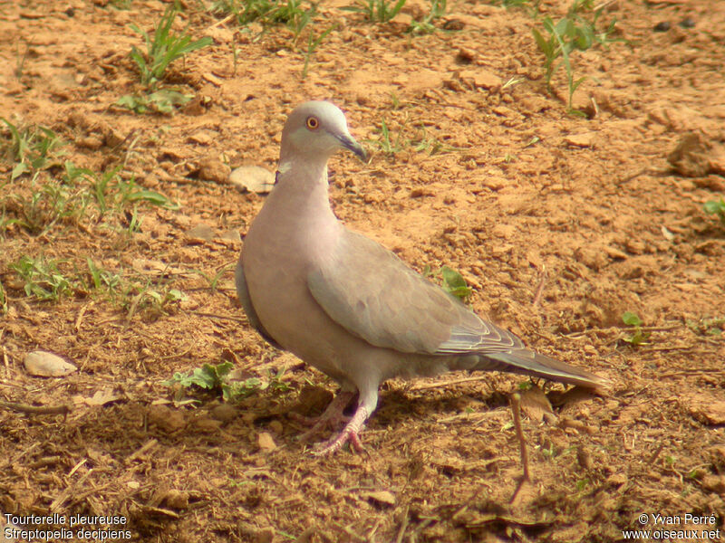 Mourning Collared Doveadult