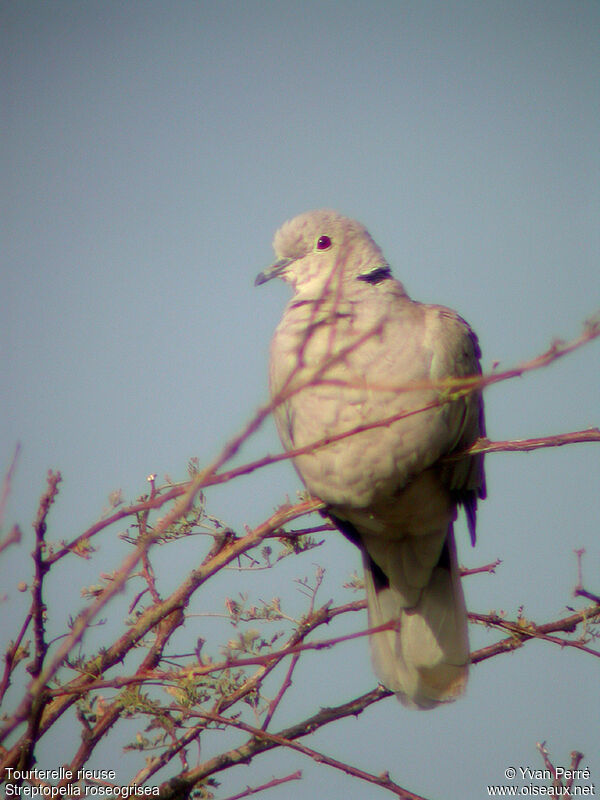 African Collared Doveadult