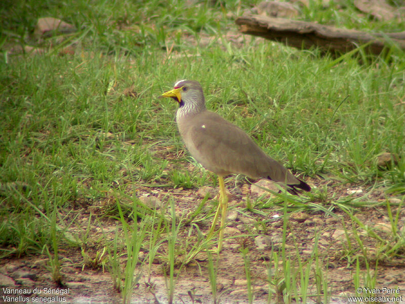 African Wattled Lapwingadult