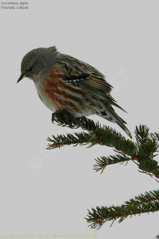 Alpine Accentor