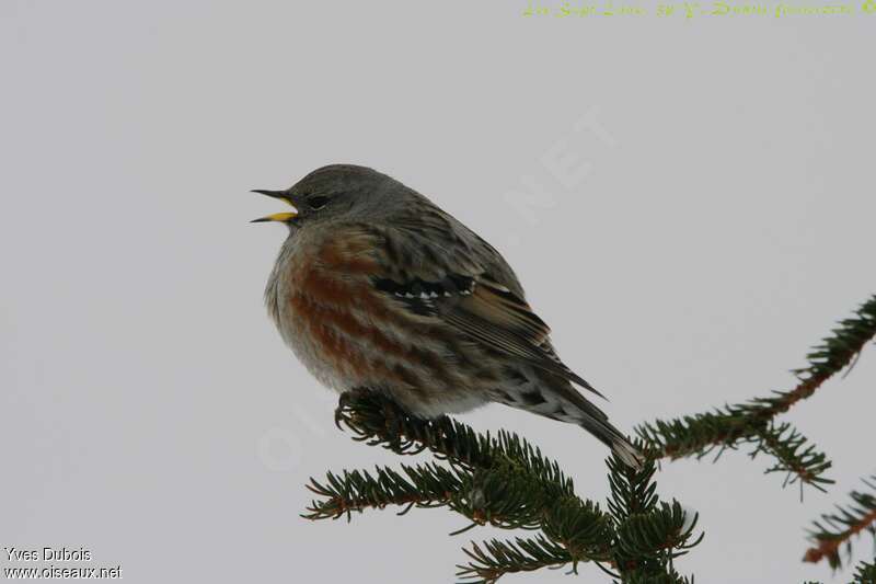 Accenteur alpinadulte, chant