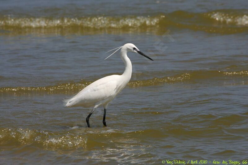 Little Egret