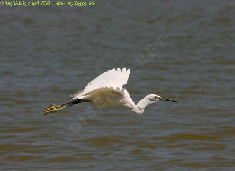 Aigrette garzette